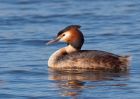 gcGrebe_250309f.jpg