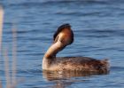 gcGrebe_250309g.jpg