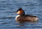 gcGrebe_250309l.jpg