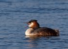 gcGrebe_250309m.jpg