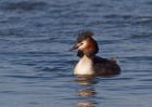 gcGrebe_250309n.jpg