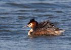 gcGrebe_250309o.jpg