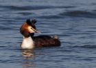 gcGrebe_250309p.jpg