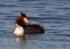 gcGrebe_250309q.jpg