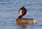 gcGrebe_250309r.jpg