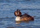 gcGrebe_250309s.jpg