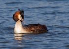 gcGrebe_250309t.jpg