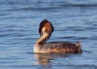 gcGrebe_250309v.jpg