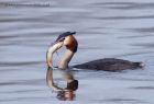 Filename=gcGrebe_250312b.jpg
Filesize=185KB
Dimensions=800x546
Date added=Apr 04, 2012 gcGrebe_250312b.jpg