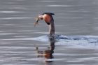Filename=gcGrebe_250312c.jpg
Filesize=238KB
Dimensions=1000x667
Date added=Apr 04, 2012 gcGrebe_250312c.jpg