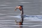 gcGrebe_250312c.jpg