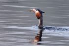Filename=gcGrebe_250312d.jpg
Filesize=215KB
Dimensions=1000x667
Date added=Apr 04, 2012 gcGrebe_250312d.jpg