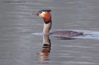 gcGrebe_250312i.jpg