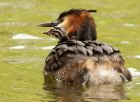 gcGrebe_260508s.jpg