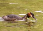 gcGrebe_260508t.jpg