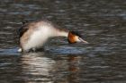 gcGrebe_270216b.jpg