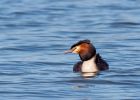 gcGrebe_270309a.jpg