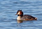 gcGrebe_270309b.jpg