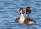 gcGrebe_270309d.jpg