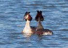 gcGrebe_270309e.jpg