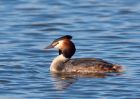 gcGrebe_270309g.jpg