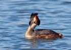 gcGrebe_270309h.jpg