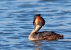 gcGrebe_270309i.jpg