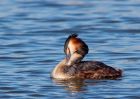 gcGrebe_270309k.jpg