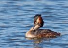 gcGrebe_270309m.jpg