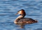 gcGrebe_270309o.jpg