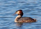 gcGrebe_270309p.jpg