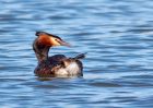 gcGrebe_270309q.jpg