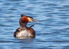 gcGrebe_270309r.jpg