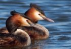 gcGrebe_270309s.jpg