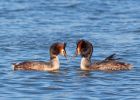 gcGrebe_270309v.jpg