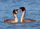 gcGrebe_270309w.jpg