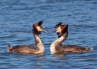 gcGrebe_270309x.jpg