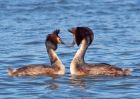 gcGrebe_270309y.jpg