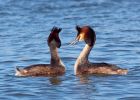 gcGrebe_270309z.jpg