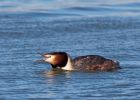 gcGrebe_270309za.jpg