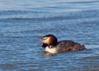 gcGrebe_270309zb.jpg