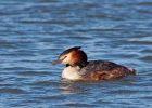 gcGrebe_270309zc.jpg