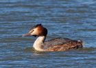 gcGrebe_270309zd.jpg