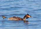 gcGrebe_270309ze.jpg