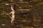 Filename=gcGrebe_270908p.jpg
Filesize=208KB
Dimensions=800x525
Date added=Sep 28, 2008 gcGrebe_270908p.jpg