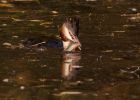 Filename=gcGrebe_270908r.jpg
Filesize=156KB
Dimensions=800x573
Date added=Sep 28, 2008 gcGrebe_270908r.jpg