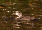 gcGrebe_270908u.jpg