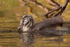 gcGrebe_270908v.jpg