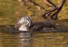 gcGrebe_270908w.jpg