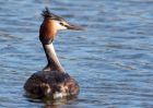 Filename=gcGrebe_280310b.jpg
Filesize=215KB
Dimensions=1000x714
Date added=Mar 29, 2010 gcGrebe_280310b.jpg